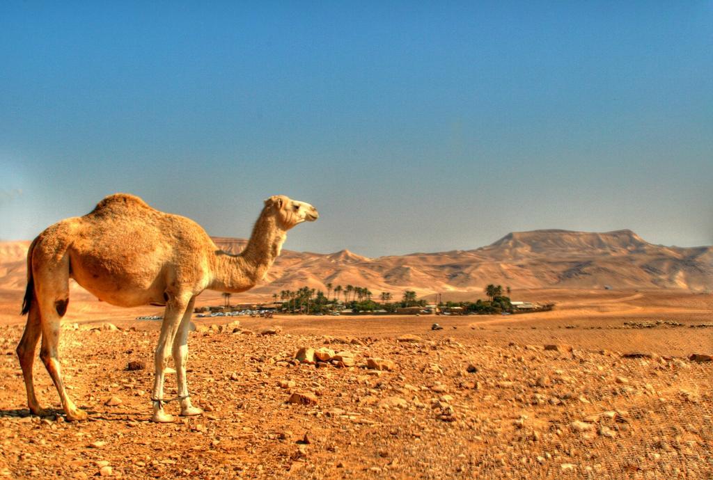 Kfar Hanokdim - Glamping & Camping Arad Eksteriør billede